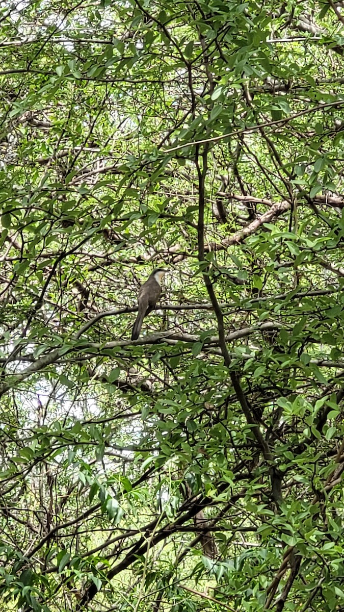 Кукліло бурий - ML644348251