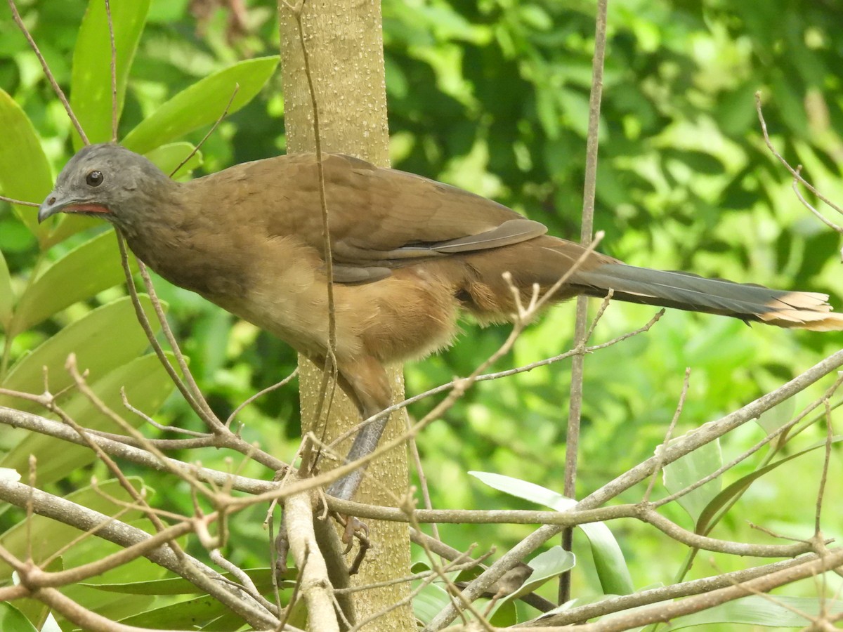 čačalaka obecná - ML644348253