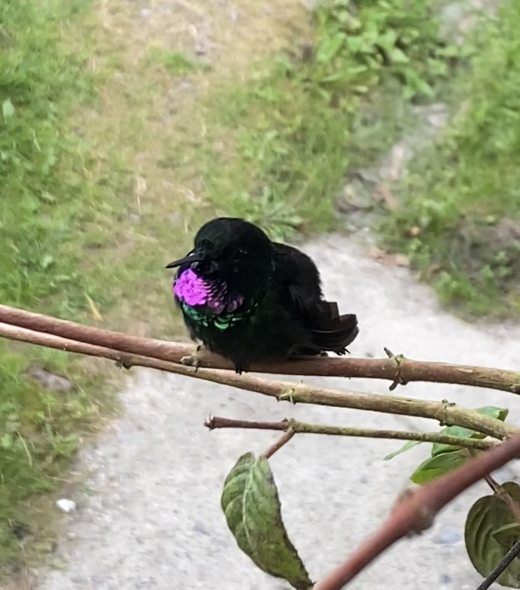 Tourmaline Sunangel - ML644348256