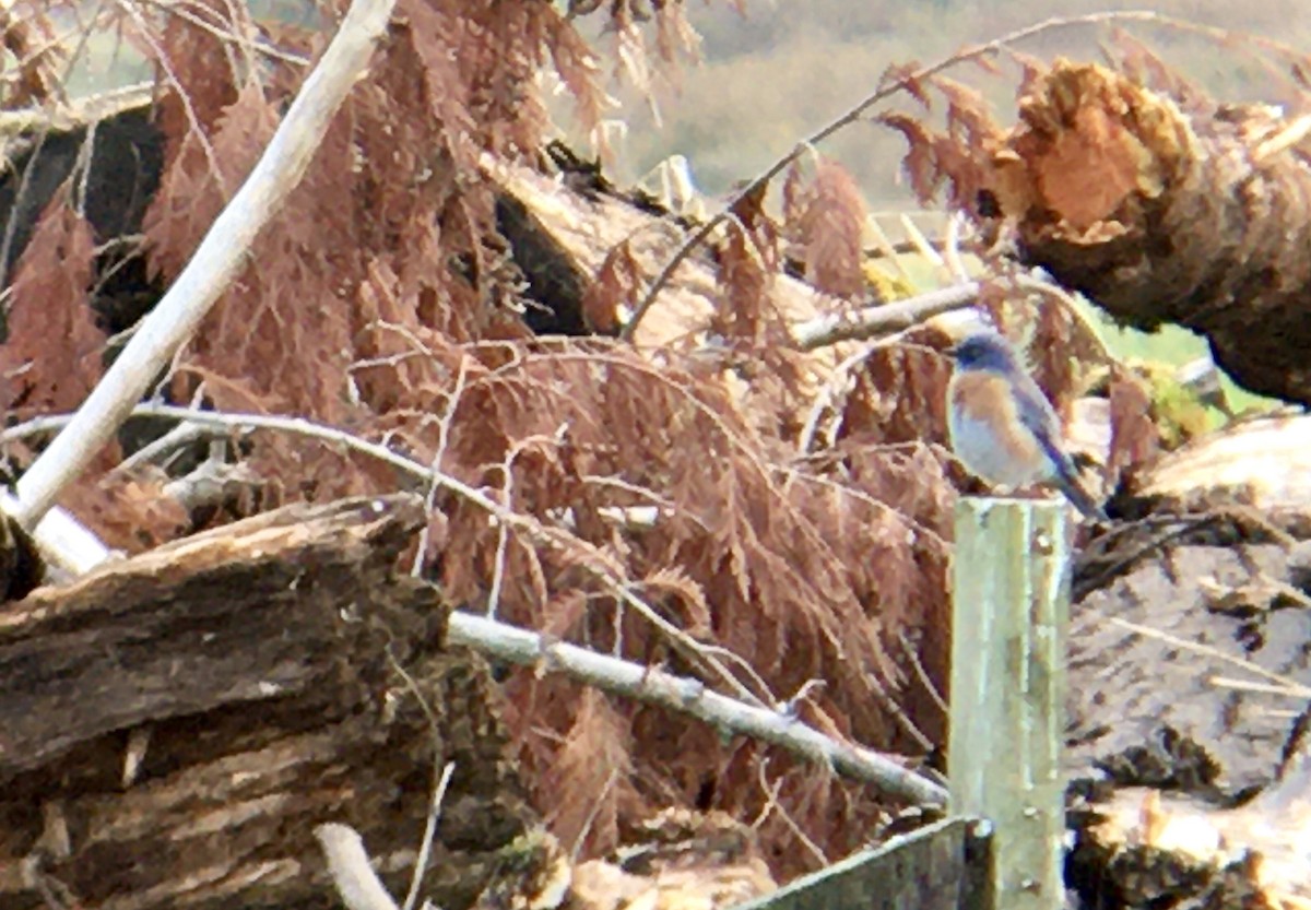 Western Bluebird - ML644348259