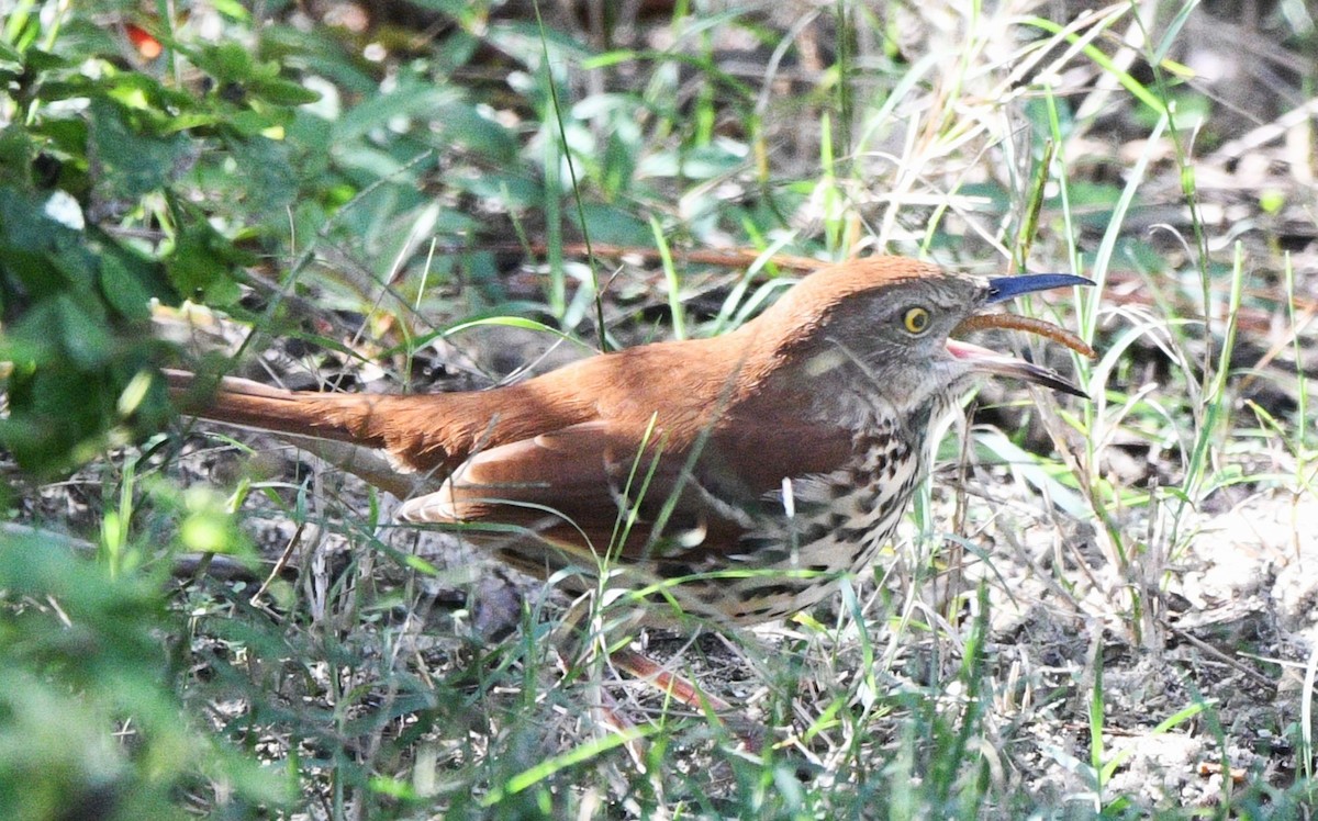 brunspottefugl - ML644348268