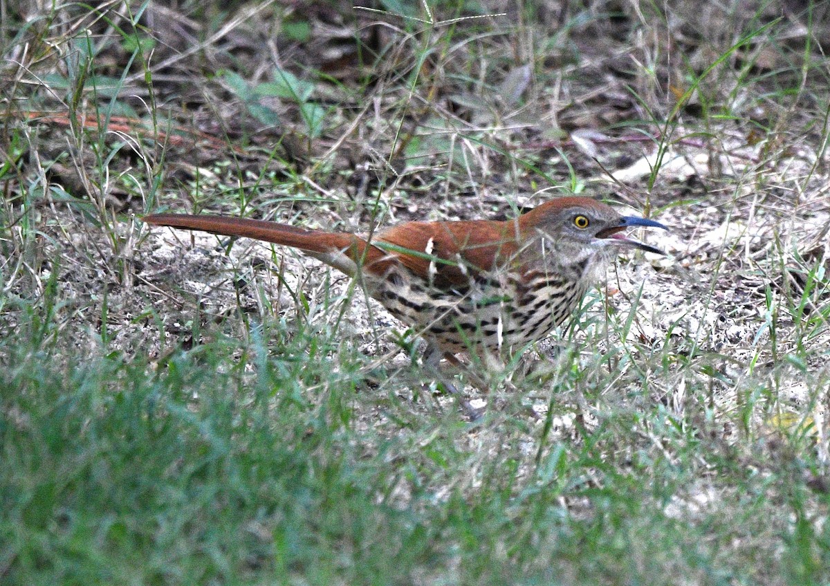 brunspottefugl - ML644348274