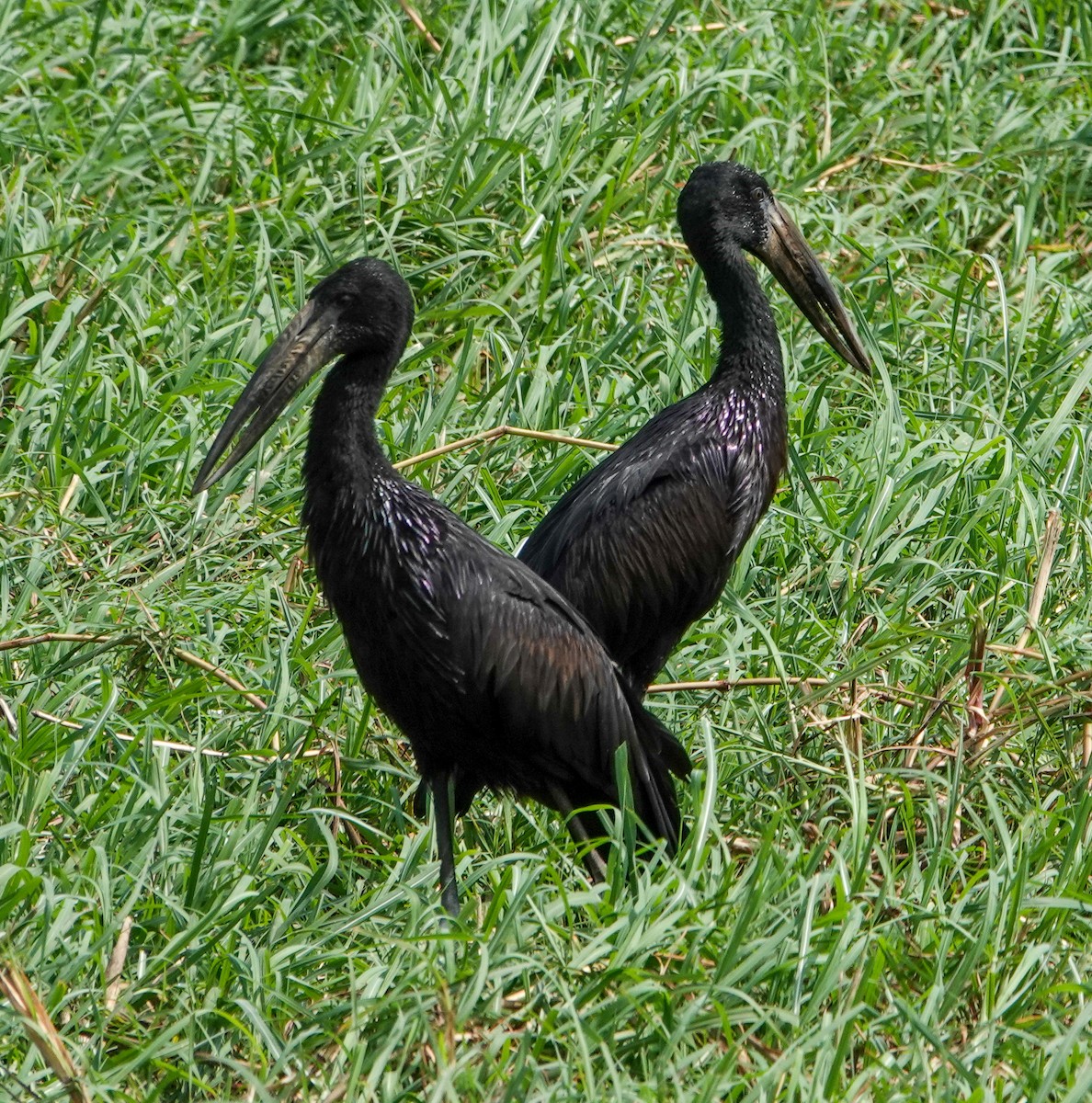 Matxardamoko beltza - ML644348277