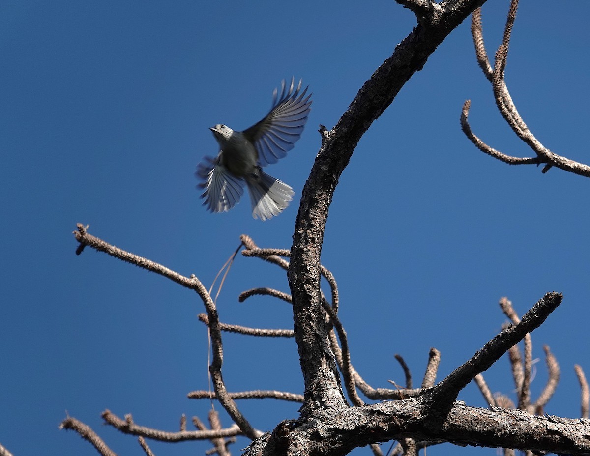 Tufted Titmouse - ML644348279
