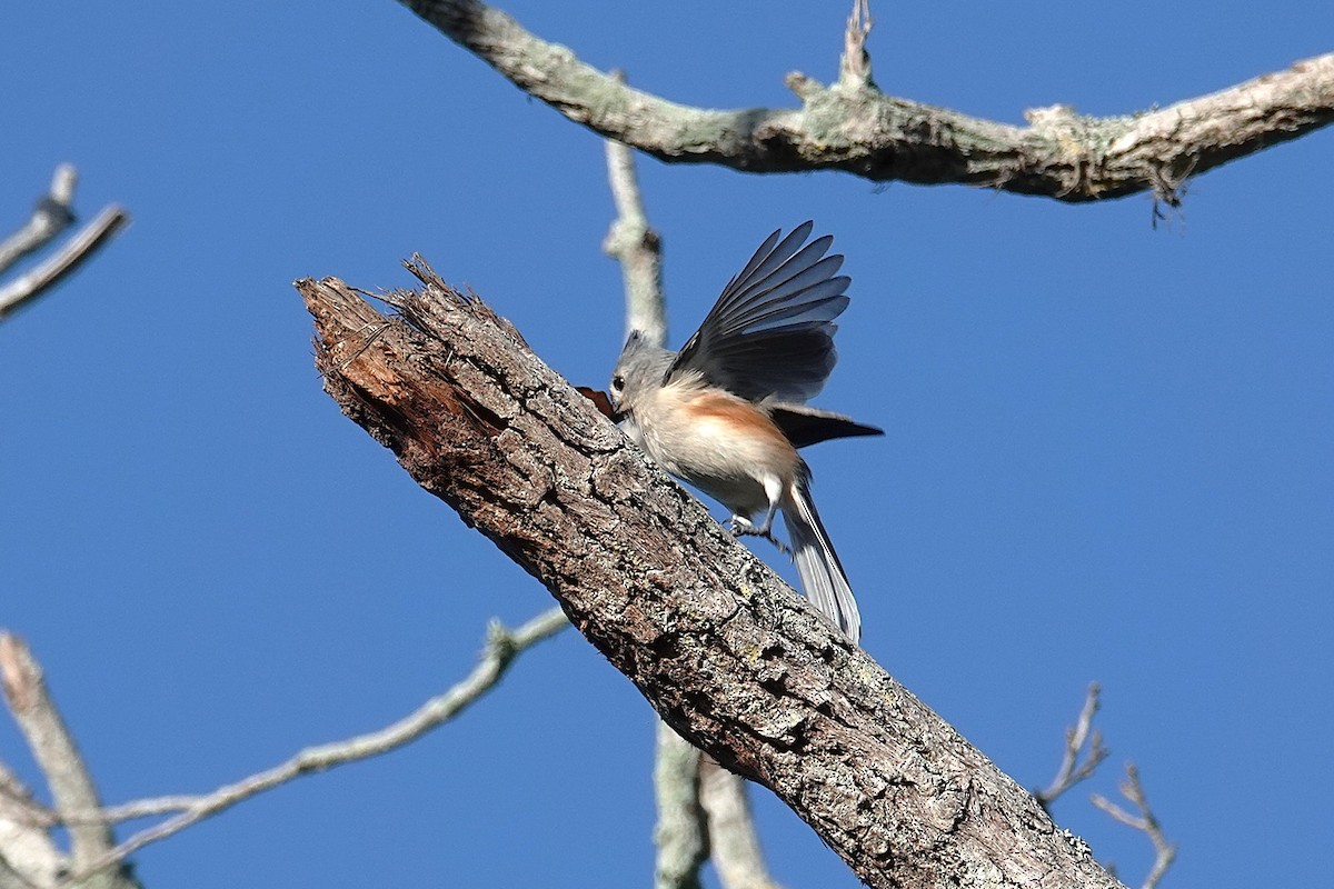 Tufted Titmouse - ML644348290