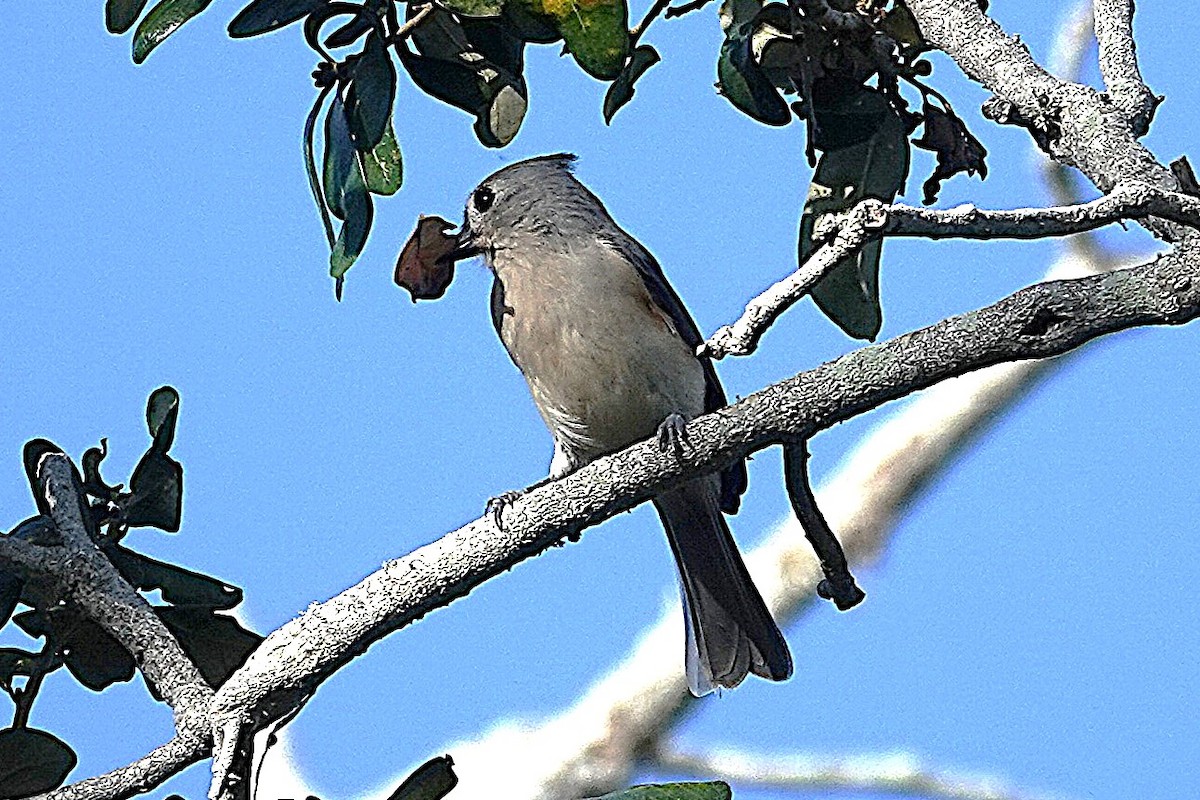 Tufted Titmouse - ML644348301