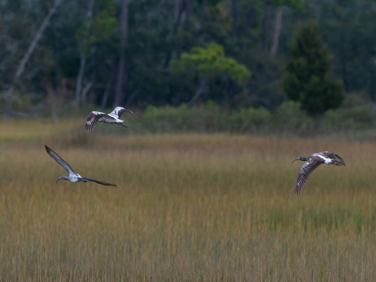 White Ibis - ML644348306