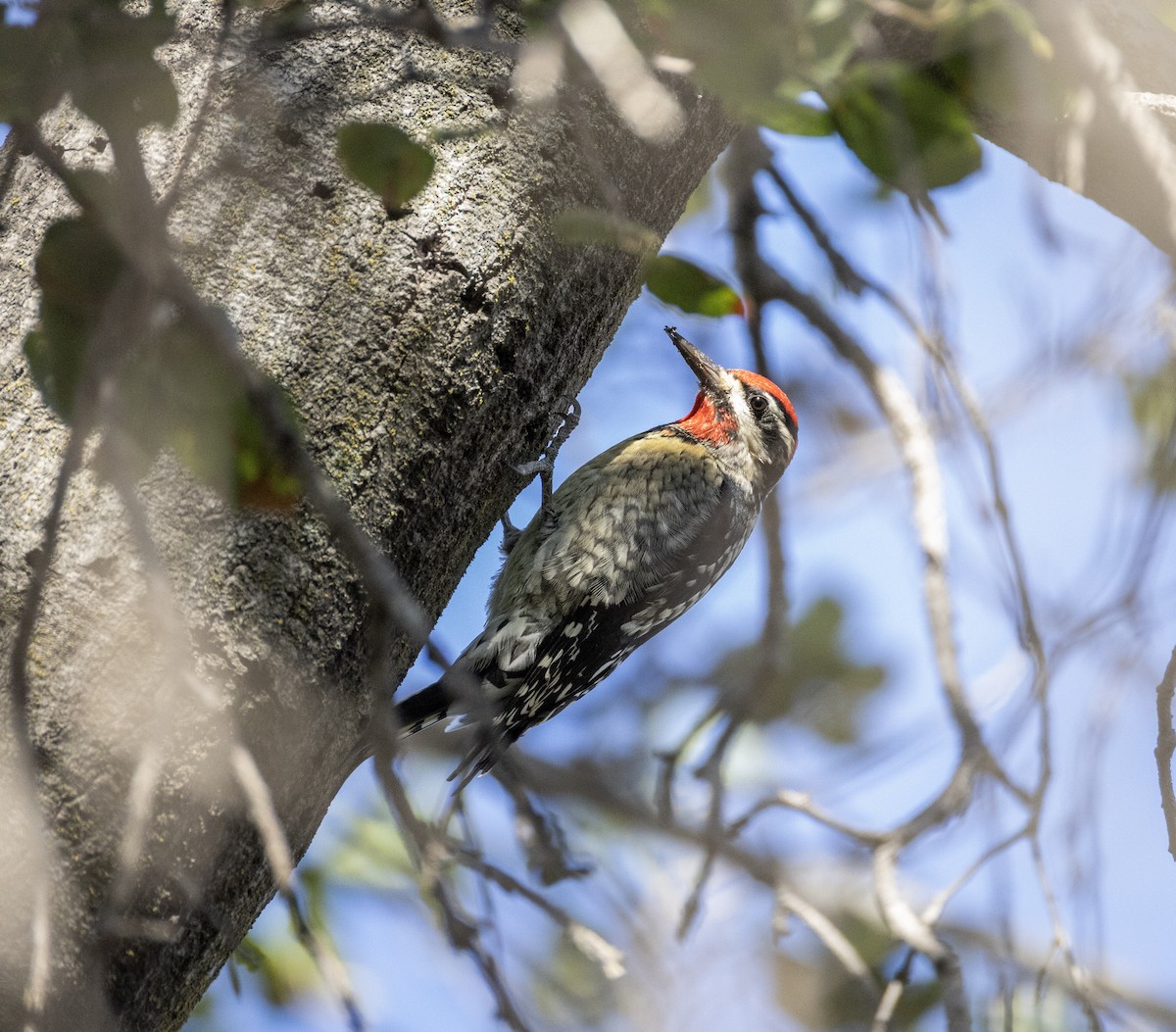 Rotnacken-Saftlecker - ML644348311