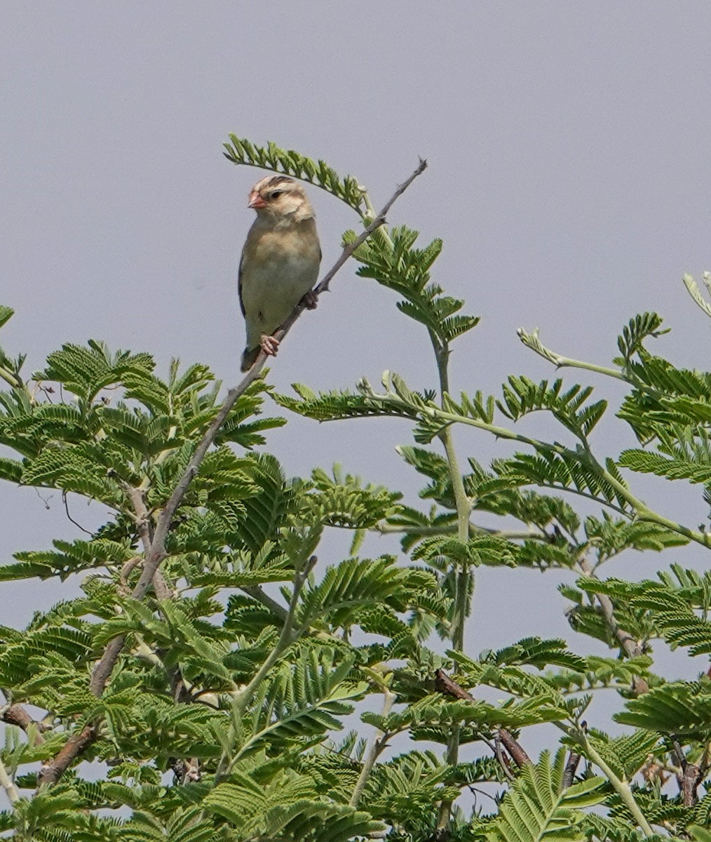 Shaft-tailed Whydah - ML644348317