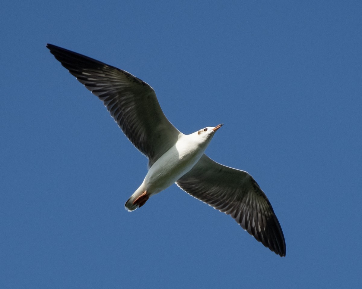 Бор толгойт цахлай - ML644348325