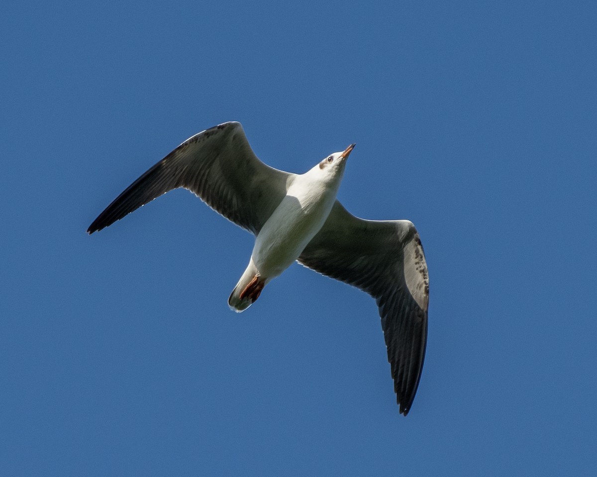 Бор толгойт цахлай - ML644348326