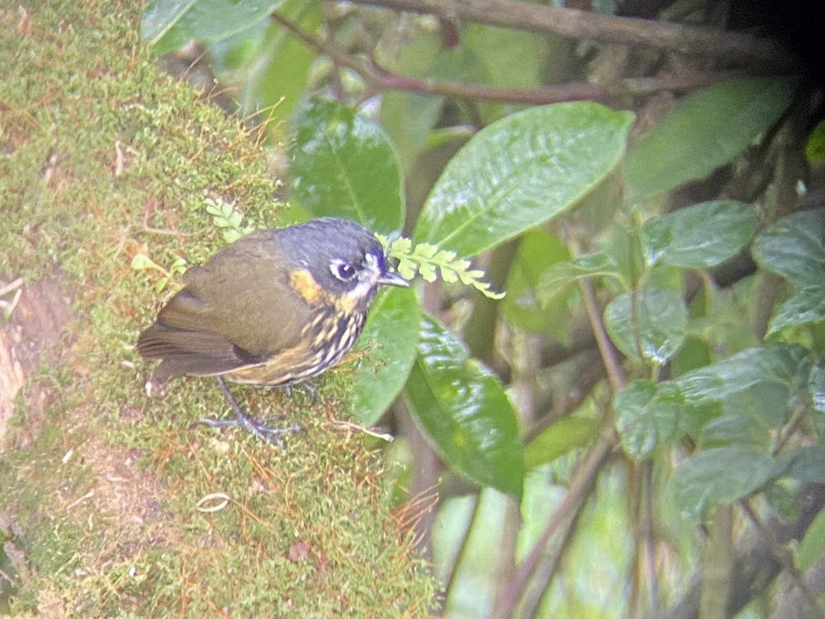 Crescent-faced Antpitta - ML644348329