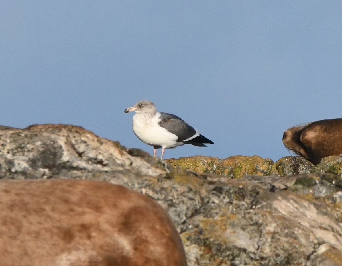 アメリカオオセグロカモメ - ML644348330