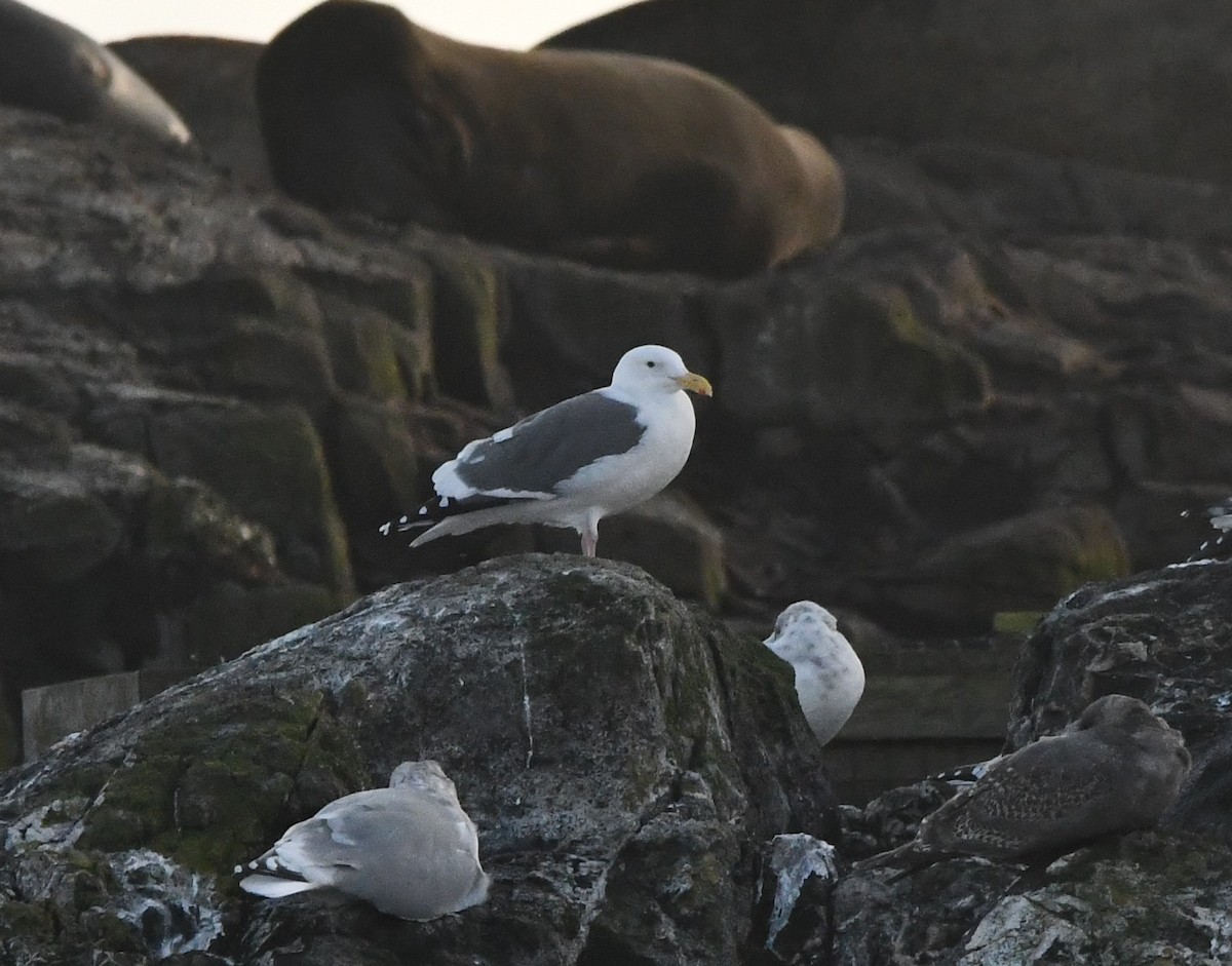 アメリカオオセグロカモメ - ML644348331