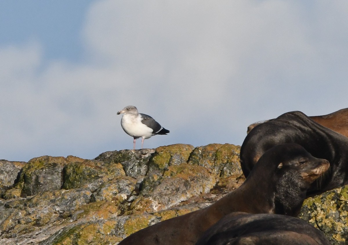 アメリカオオセグロカモメ - ML644348332