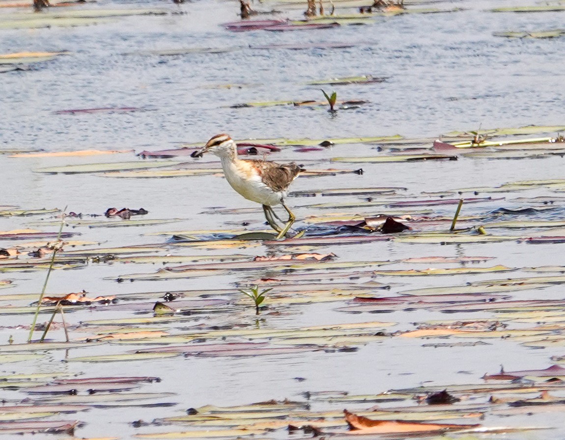 Lesser Jacana - ML644348344
