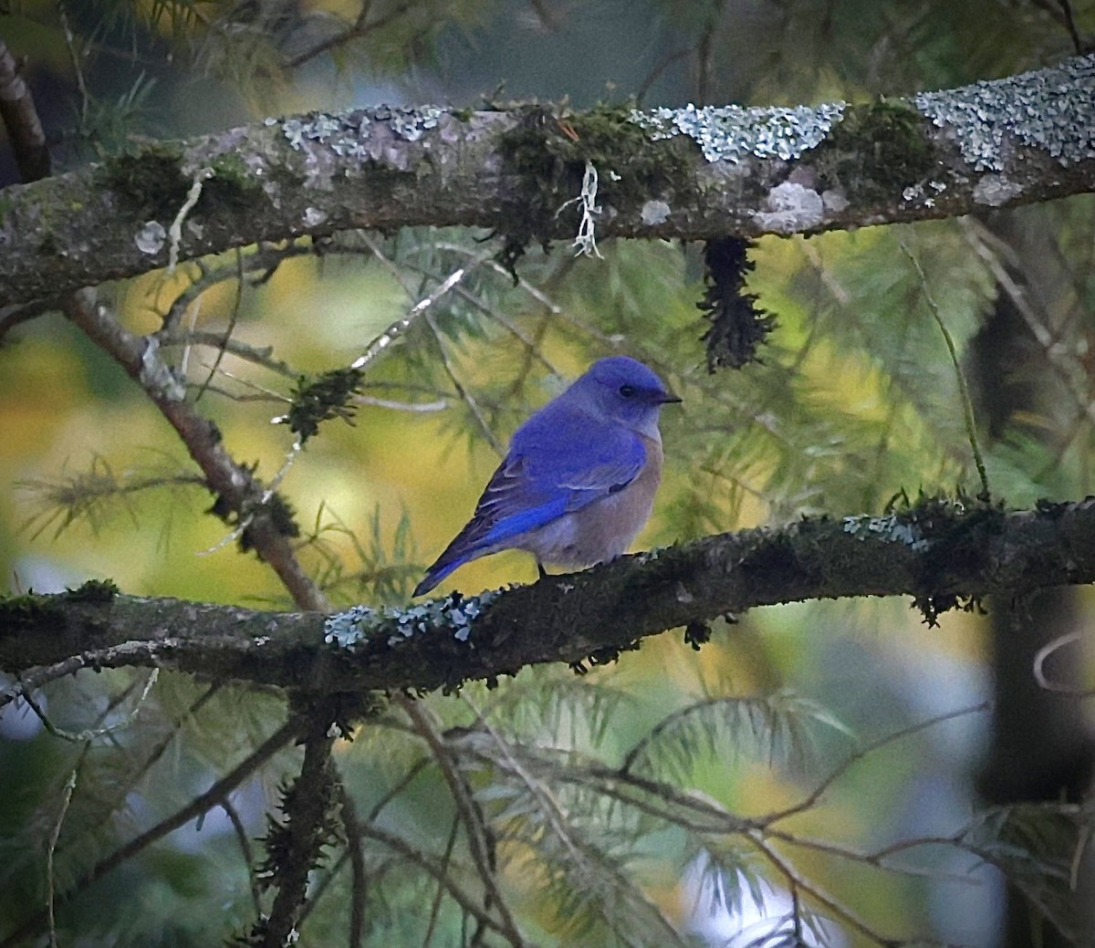 Western Bluebird - ML644348345
