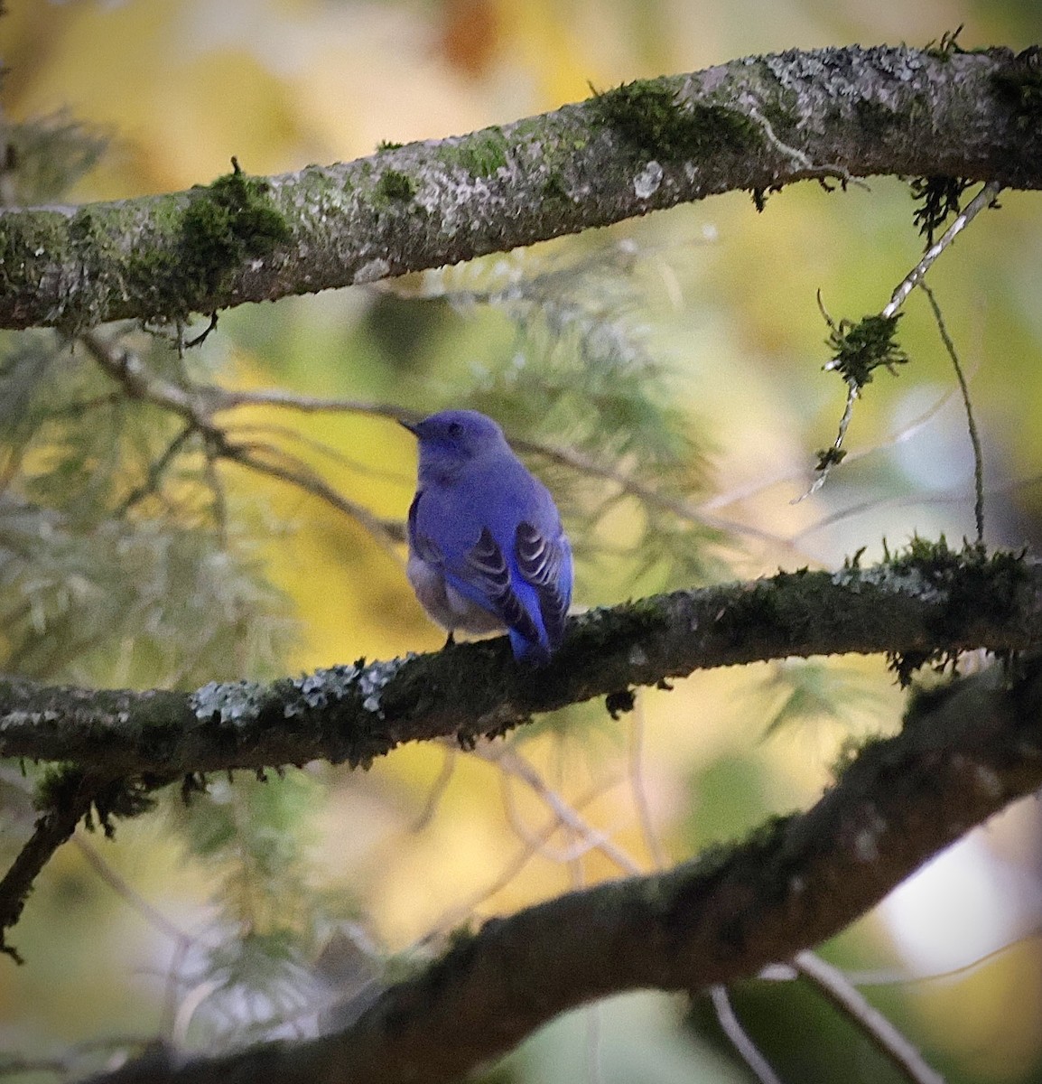 Western Bluebird - ML644348346