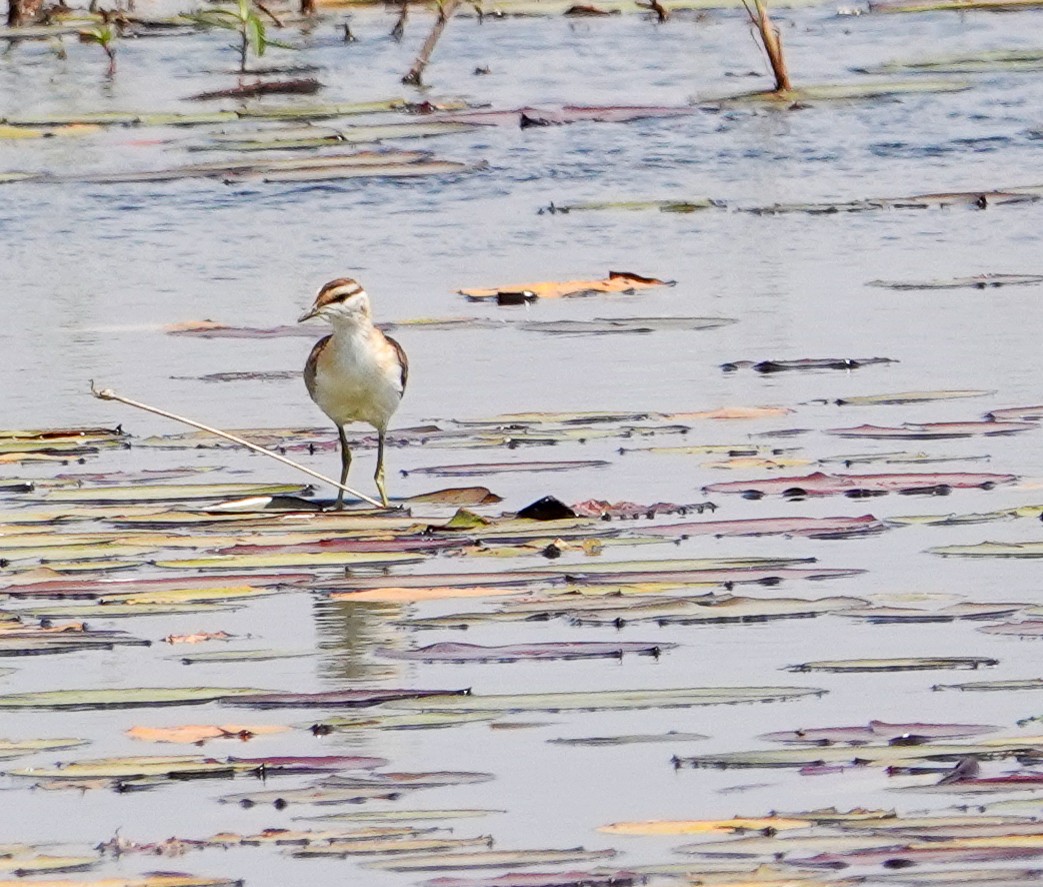 Lesser Jacana - ML644348347