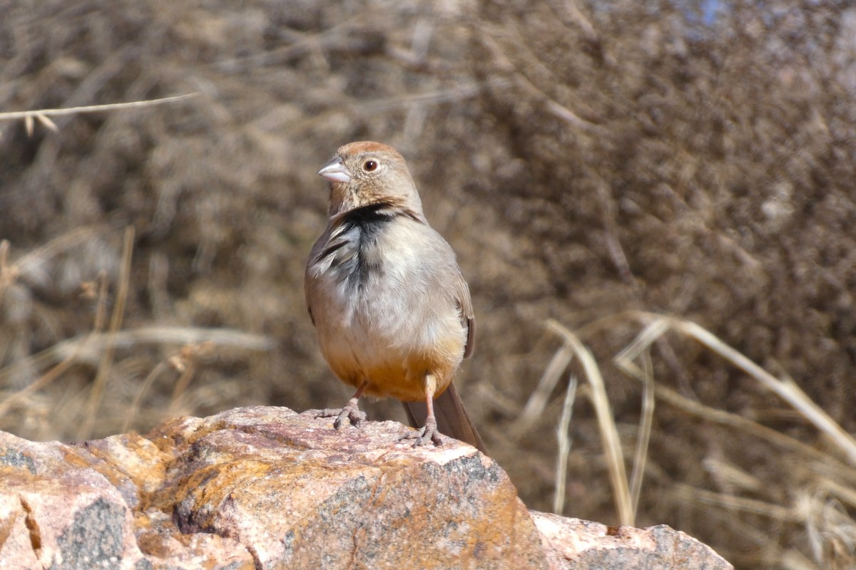 ムジトウヒチョウ - ML644348349