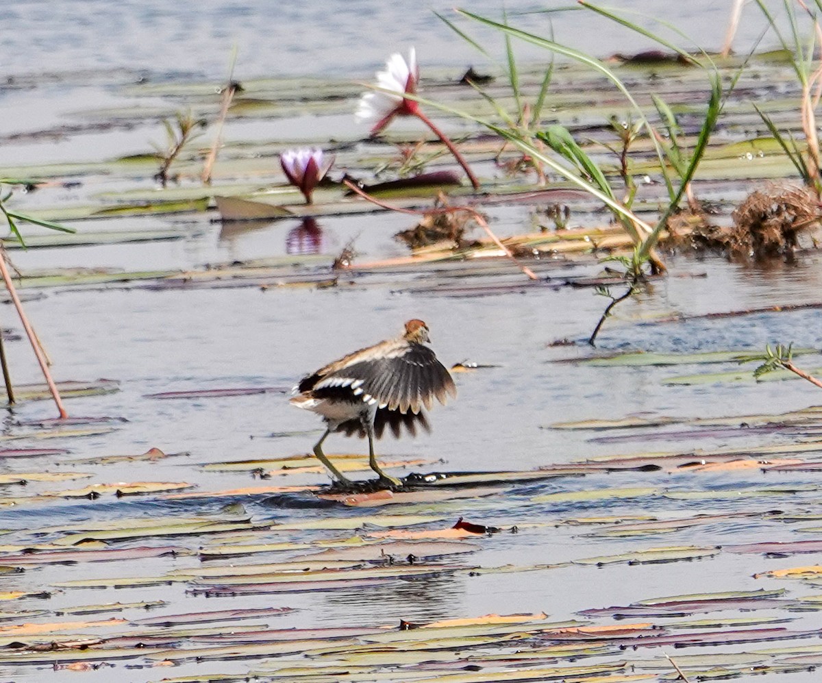 Lesser Jacana - ML644348351