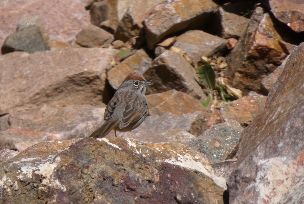 Пінсон рудоголовий - ML644348352