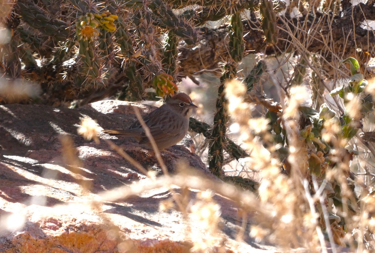 Пінсон рудоголовий - ML644348353