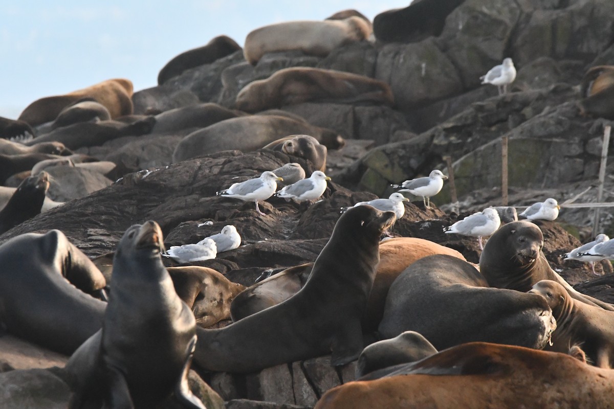 Kaio hegalzuria (thayeri) - ML644348354