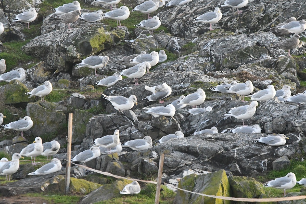 Kaio hegalzuria (thayeri) - ML644348355