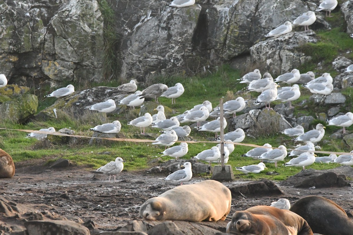 Kaio hegalzuria (thayeri) - ML644348356