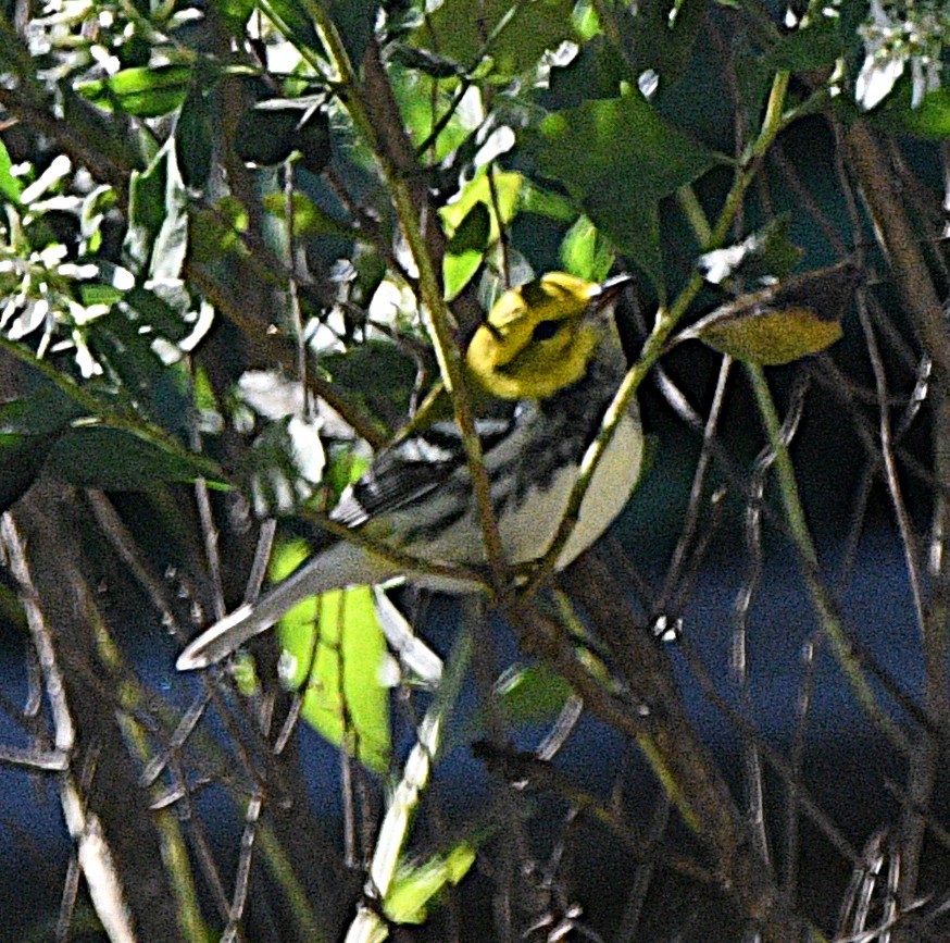 ノドグロミドリアメリカムシクイ - ML644348358