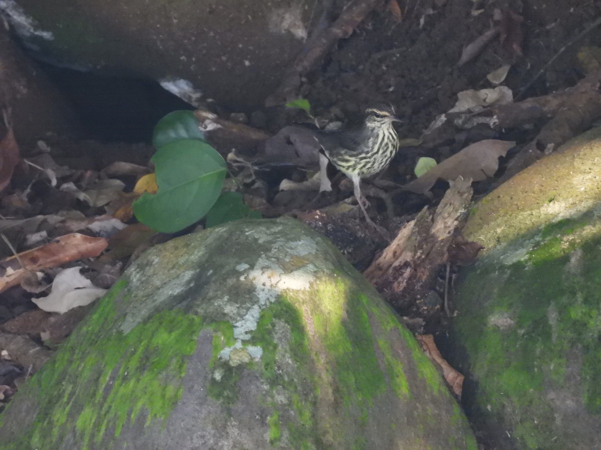 Northern Waterthrush - ML644348361