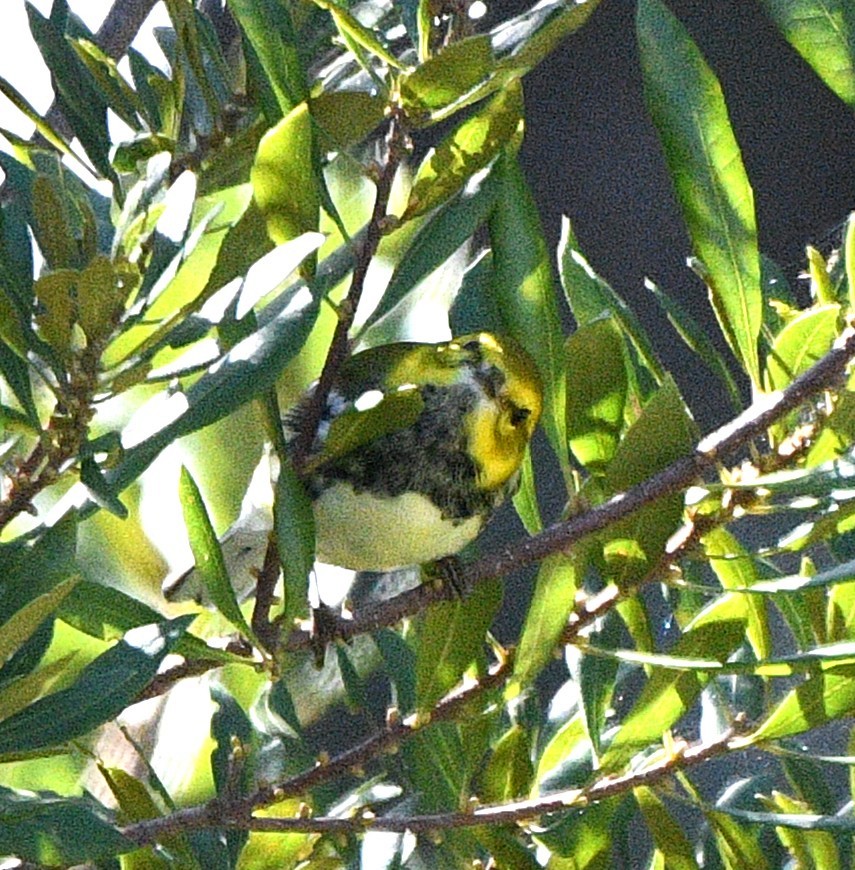 ノドグロミドリアメリカムシクイ - ML644348363