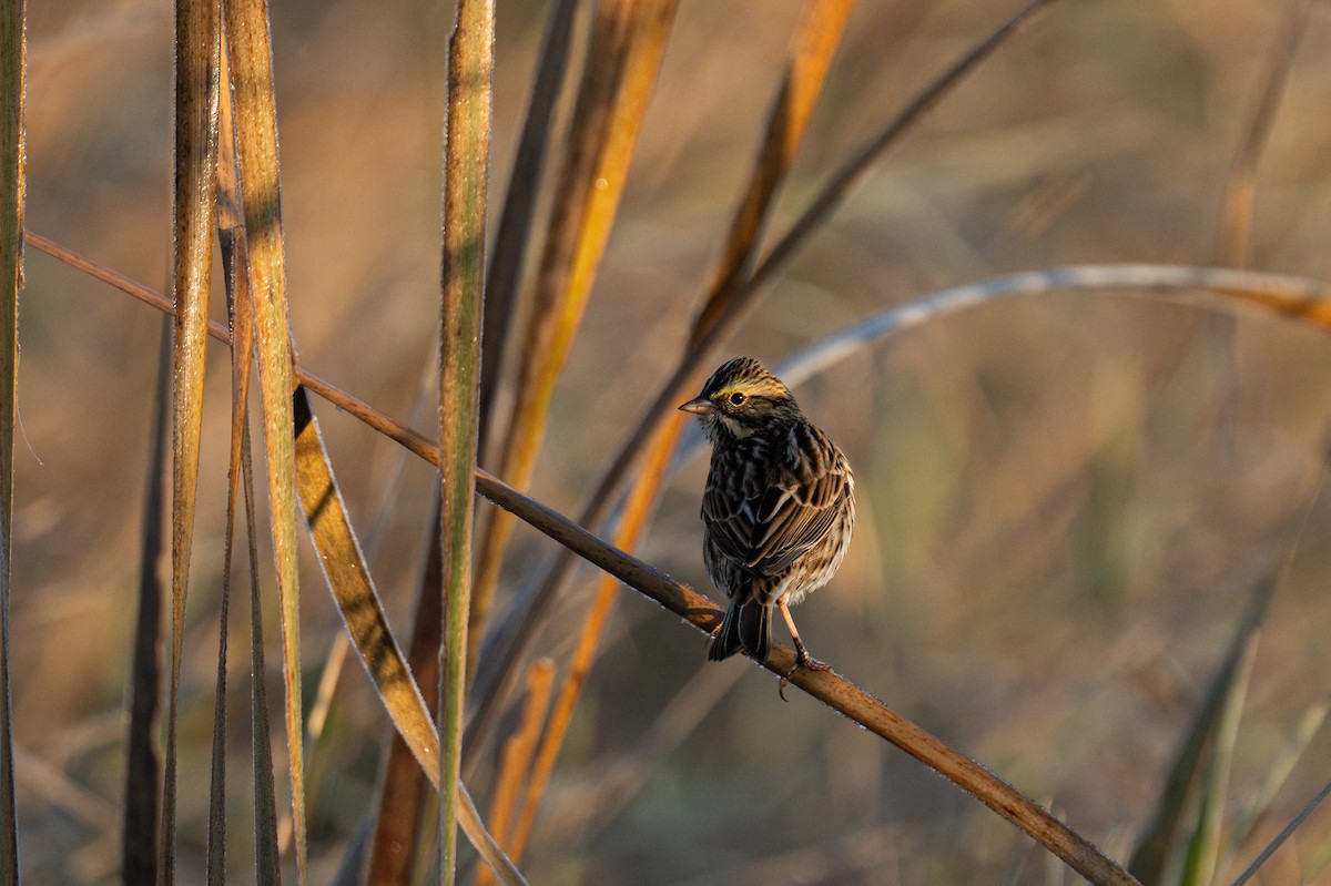 Bruant des prés - ML644348365