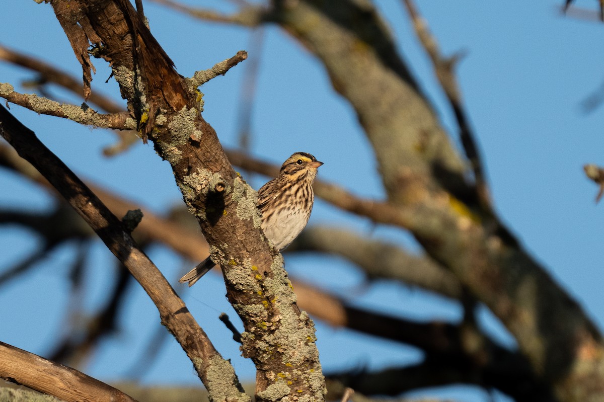 Bruant des prés - ML644348366