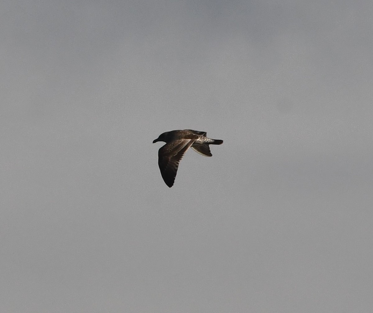 アメリカオオセグロカモメ - ML644348371