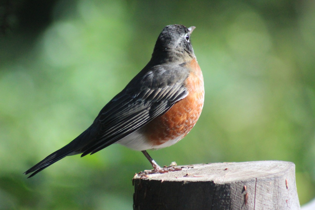 American Robin - ML644348375