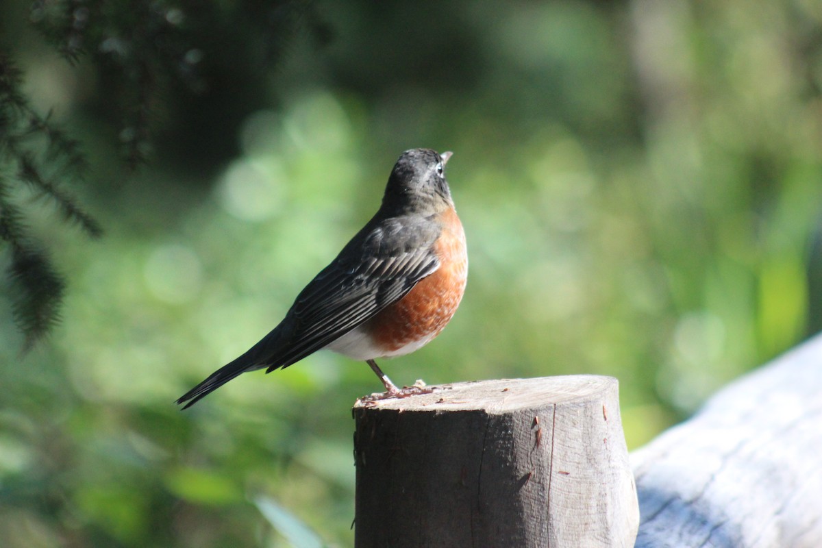 American Robin - ML644348376