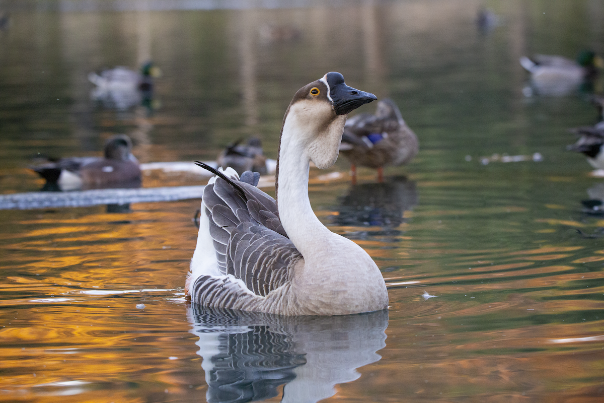 husa labutí (domestikovaná) - ML644348379