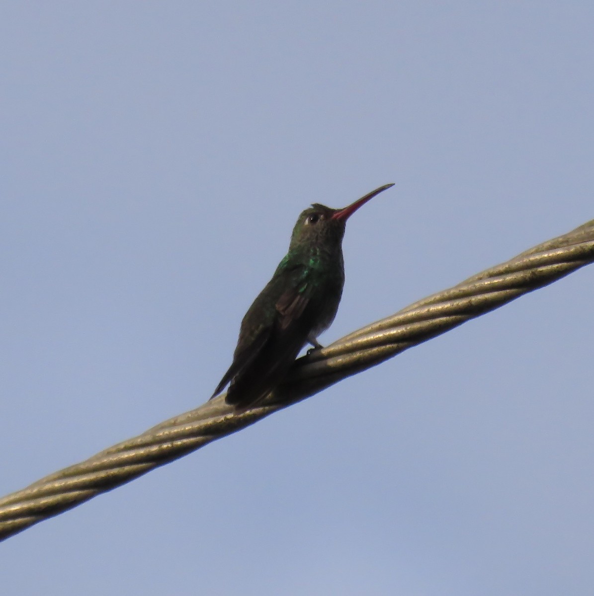 Glittering-throated Emerald - ML644348381