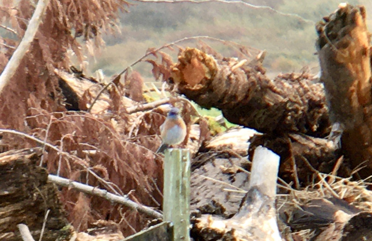 Western Bluebird - ML644348383