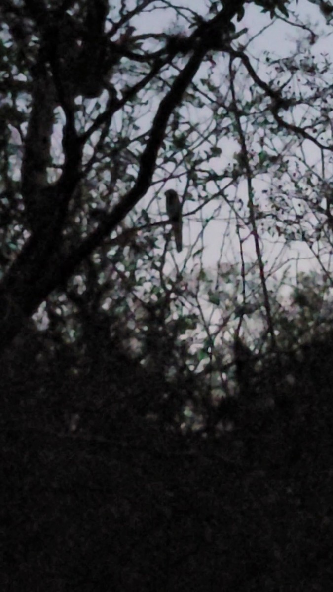 Ibijau gris - ML644348394