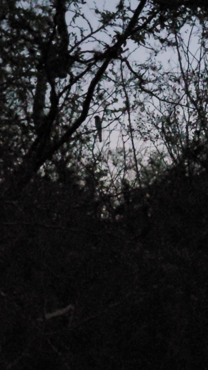 Ibijau gris - ML644348395