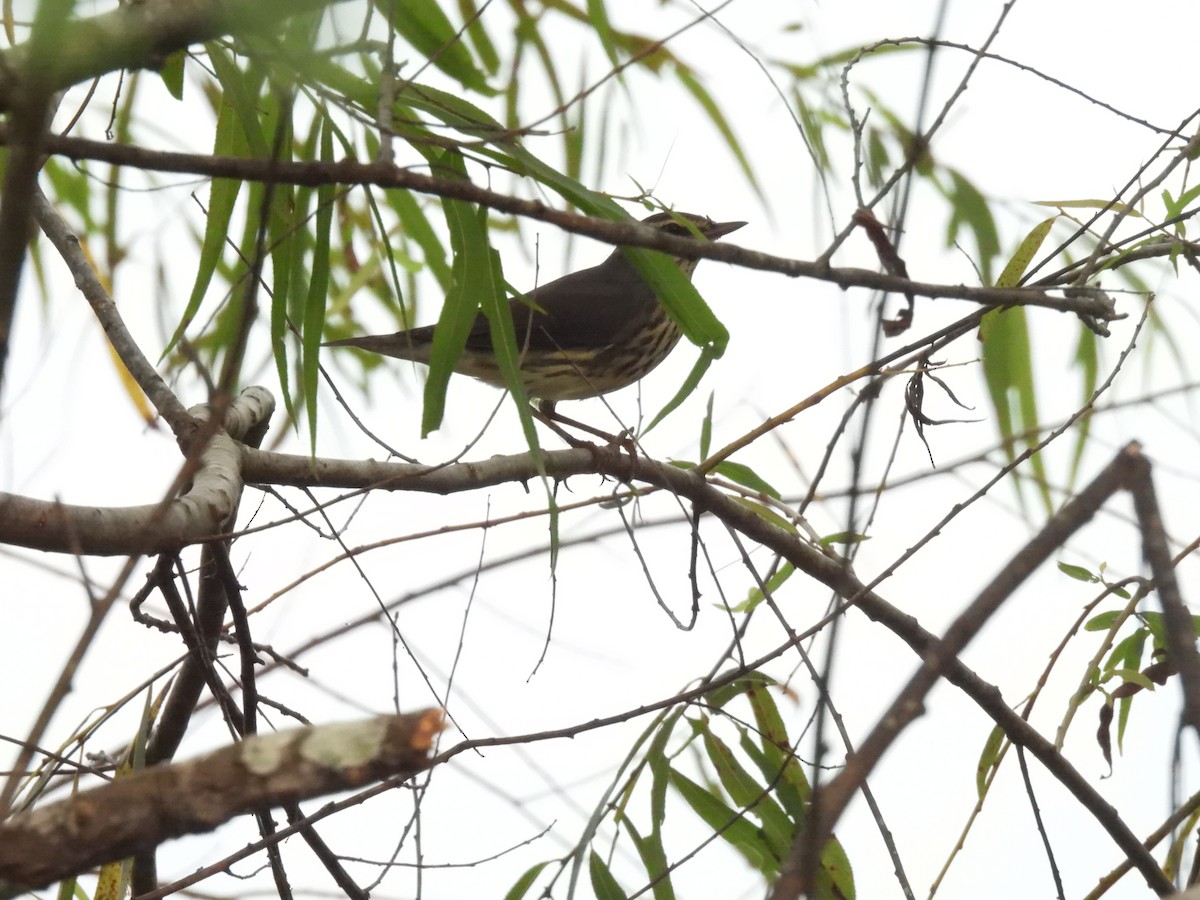 Northern Waterthrush - ML644348398