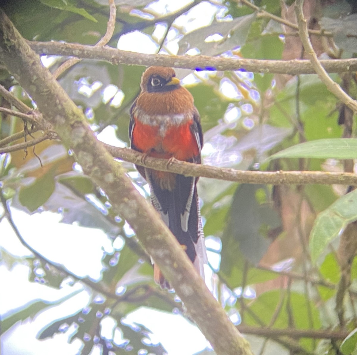 Trogon masqué - ML644348400
