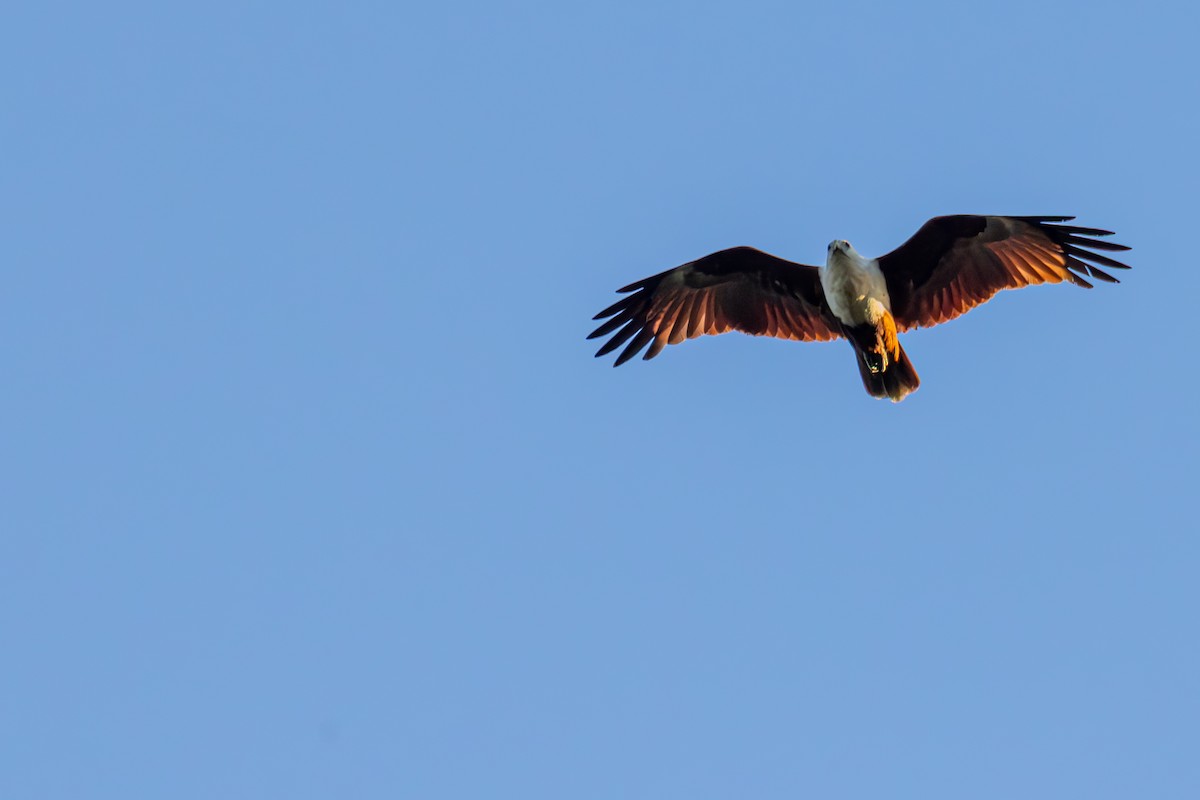 Brahminy Kite - ML644348424