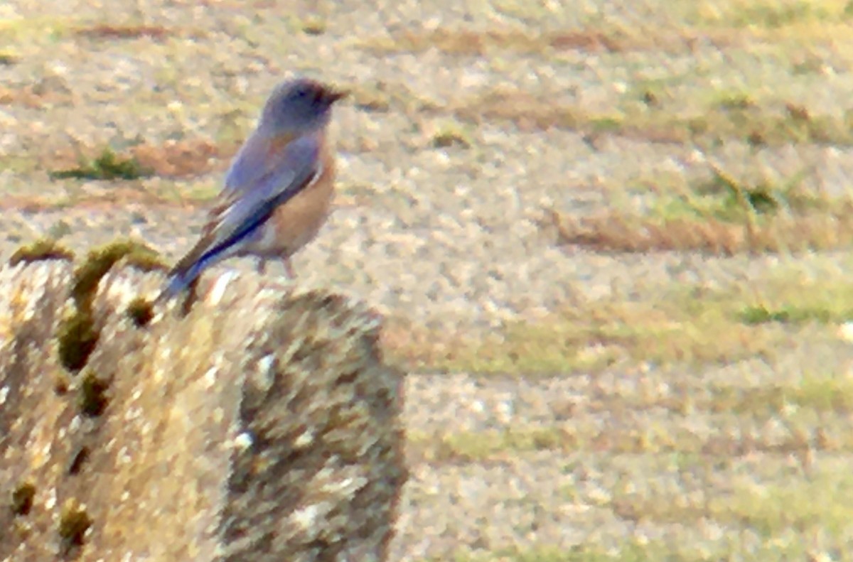 Western Bluebird - ML644348437