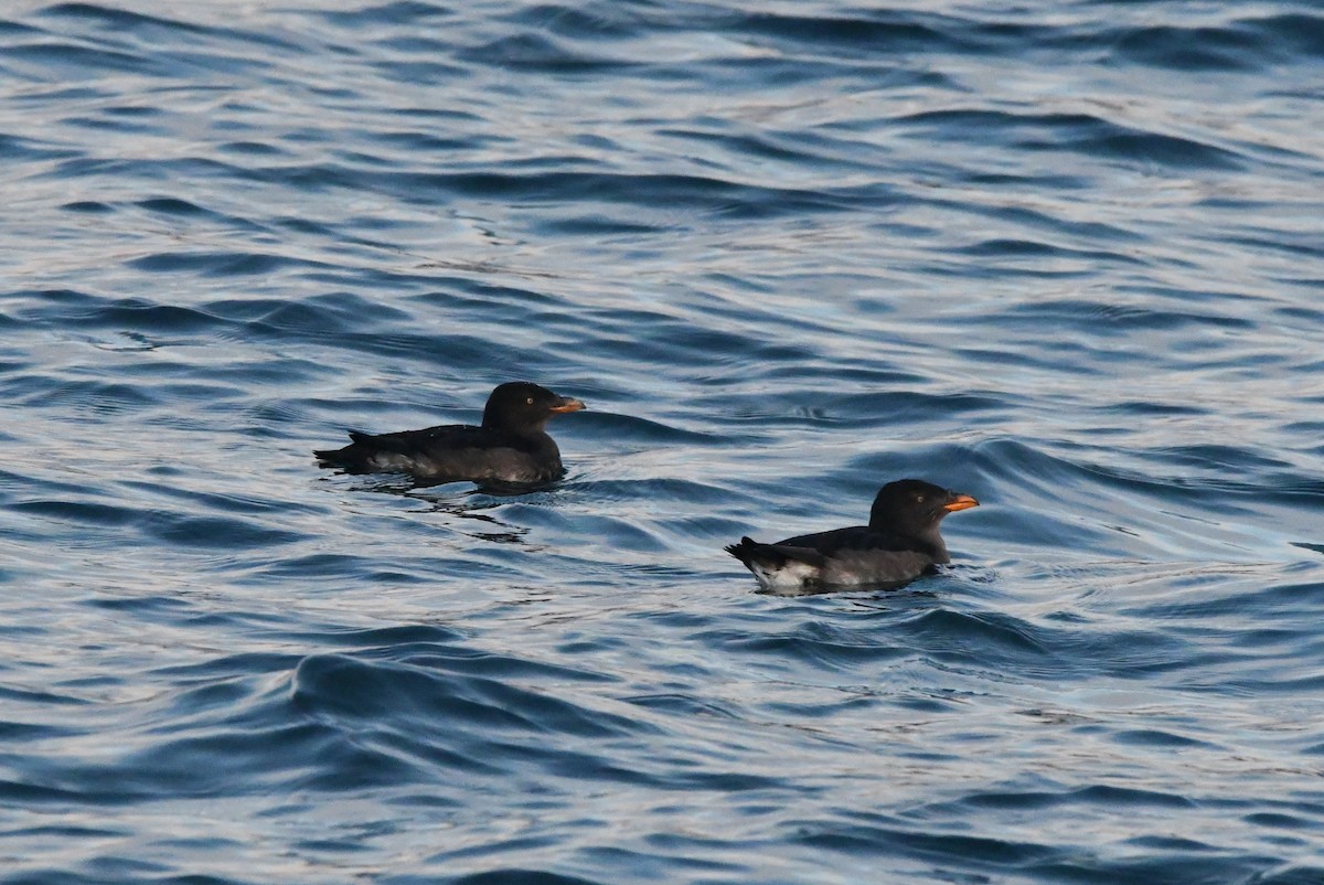 papuchalk růžkatý - ML644348440