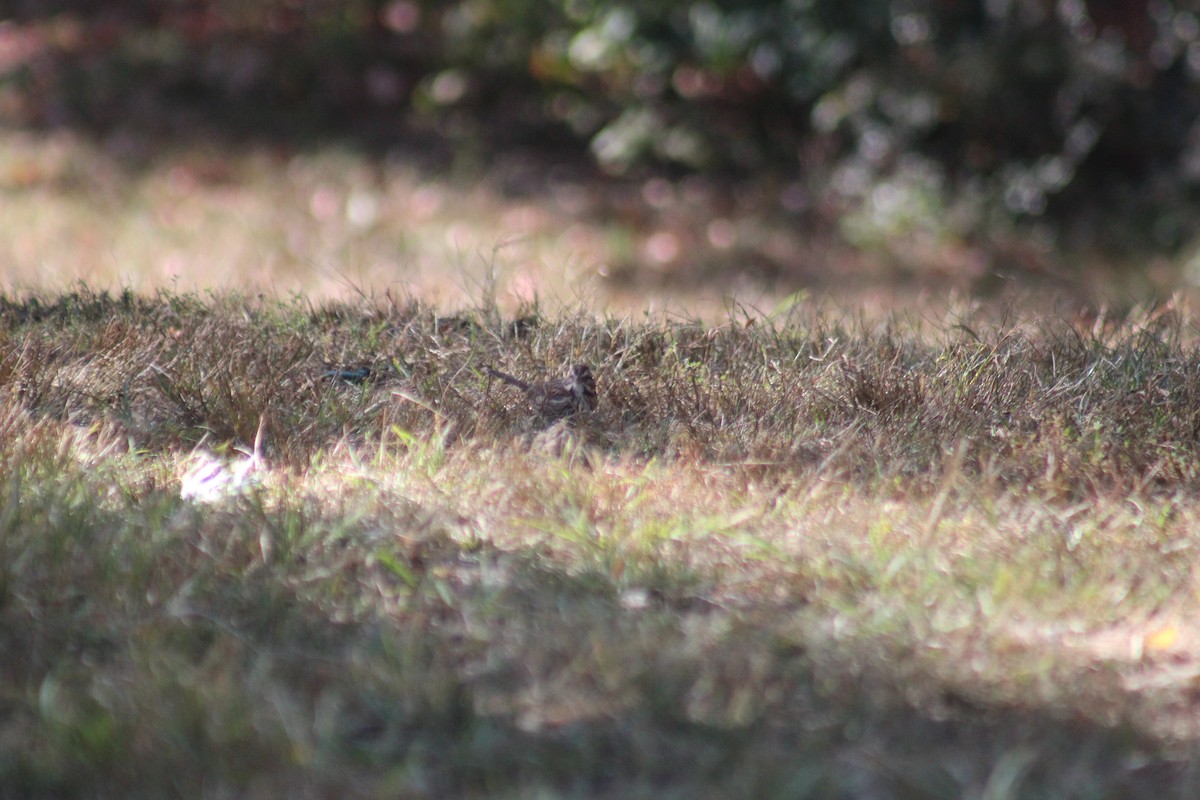 Song Sparrow - ML644348441