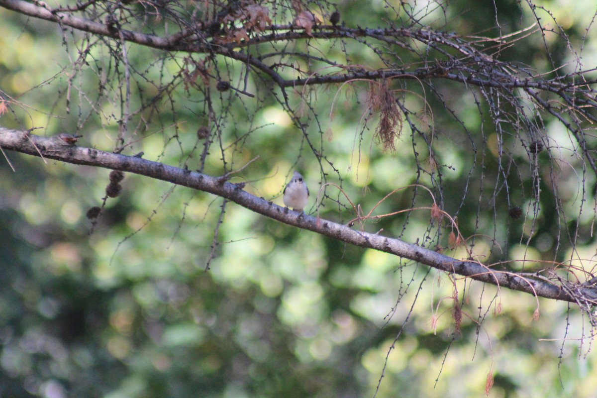 Tufted Titmouse - ML644348445